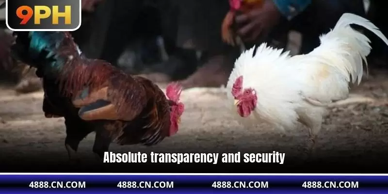 9PH Cockfight