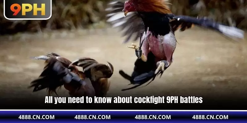 9PH Cockfight