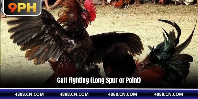 9PH Cockfight