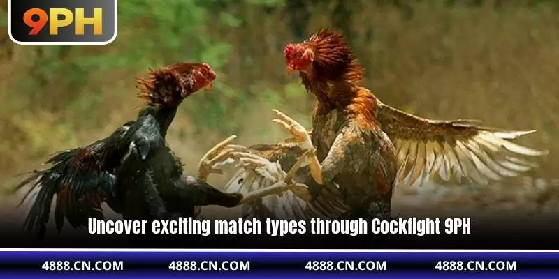 9PH Cockfight