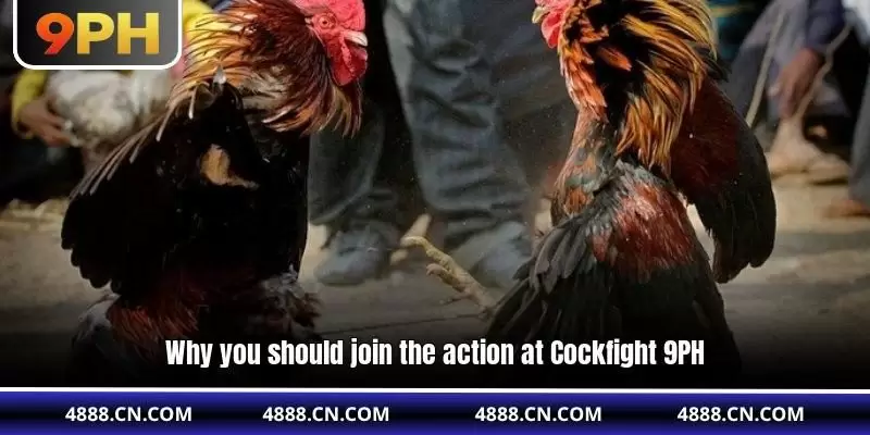 9PH Cockfight