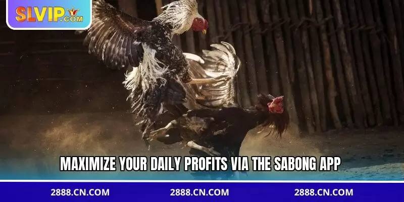 Maximize your daily profits via the sabong app