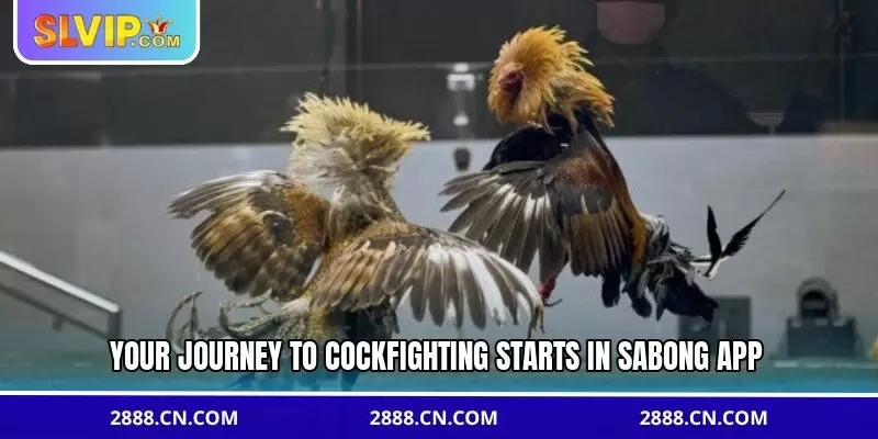 Your journey to cockfighting starts in sabong app
